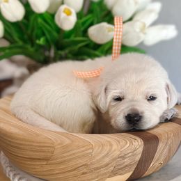 1st pick female - Yellow female Labrador Retriever puppy in Mt. Vernon, Texas from Bohlken Labradors