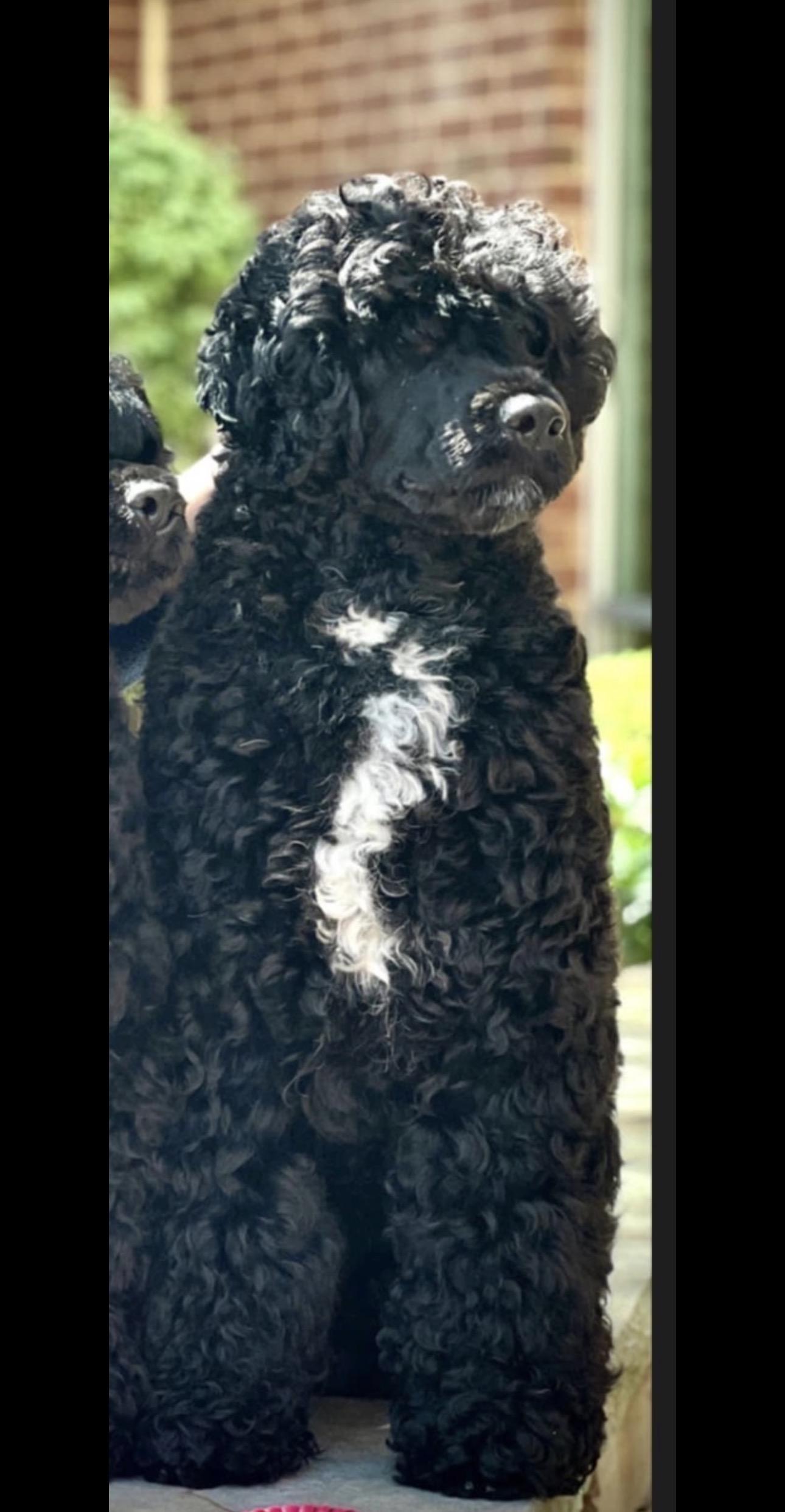 Luca
