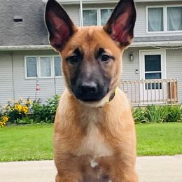 Rory - Fawn Belgian Malinois puppy in Rock Falls, Illinois from Pyrex Kennels