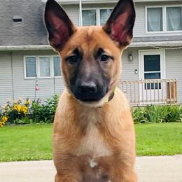 Rory - Fawn Belgian Malinois puppy in Rock Falls, Illinois from Pyrex Kennels