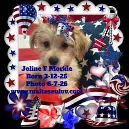 Joline - Black & tan tri-color female Morkie puppy in Silverhill, Alabama from Malteseuluv’s Tiny Treasurers