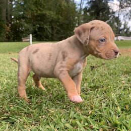 Orange collar male - Red merle male Catahoula Leopard Dog puppy in Gadsden, Alabama from Rich Cat’s