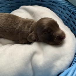 Dachshund Puppies from L & A Dachshunds