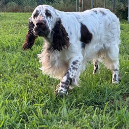 Einstein - English Springer Spaniel