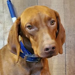 Dewey - Vizsla