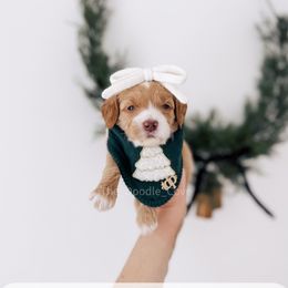 Lady - 12 Days of Christmas - Apricot female Goldendoodle puppy in Syracuse, Indiana from The Doodle Cove