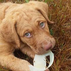 Chesapeake Bay Retriever and Portuguese Water Dog Puppies from Marilyn Stevens
