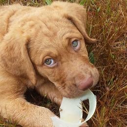 Chesapeake Bay Retriever and Portuguese Water Dog Puppies from Marilyn Stevens
