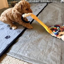 Poodle Puppies from Pet Guardian Smart Kennels, LLC