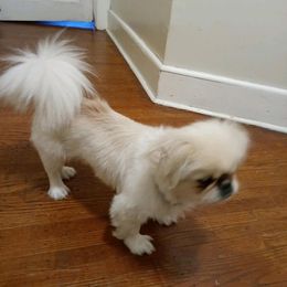 Pekingese from Pekingese pups
