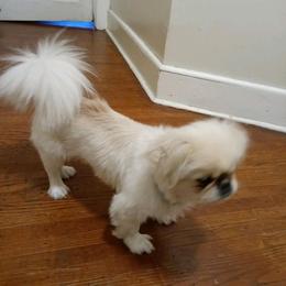 Pekingese from Pekingese pups