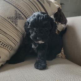 Nova - Black female Cockapoo puppy in Mayville, Michigan from Kathy Maize