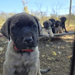 Red Collar - Fawn female Mastiff puppy in Auburn, Kansas from Diana's Puppies
