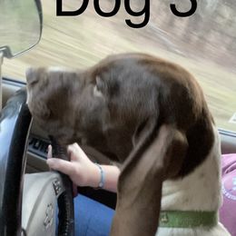 Buzz - German Shorthaired Pointer