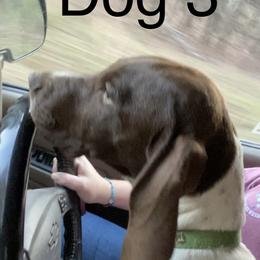 Buzz - German Shorthaired Pointer