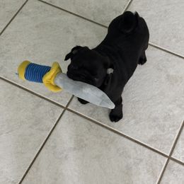 Pug Puppies from Wicked Kennel