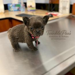 AKC Mochi - Blue female French Bulldog puppy in Powder Springs, Georgia from Twinkle Paws Frenchies and Yorkies