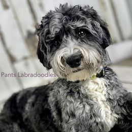 Ranger - Australian Labradoodle