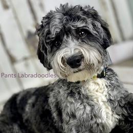 Ranger - Australian Labradoodle