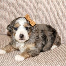 Jade -Blue eye - Blue merle female Bernedoodle puppy in Apple Creek, Ohio from Cuddle Paws