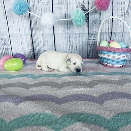 Daisy - White and black Dalmatian puppy in Motley, Minnesota from Dynasty Paws