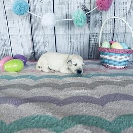 Daisy - White and black Dalmatian puppy in Motley, Minnesota from Dynasty Paws