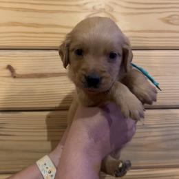 Reba - Golden female Golden Retriever puppy in Hendersonville, North Carolina from Apple Country Retrievers