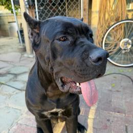 Yellow Collar Female - Black female Cane Corso puppy in San Jacinto, California from Premium Cane Corso