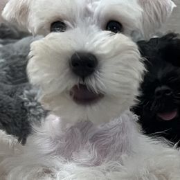 Miniature Schnauzer Puppies from SoCal Beards and Brows