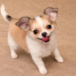 Dora 4500 - Black sabled fawn female Chihuahua puppy in Tulsa, Oklahoma from Hart's Chihuahuas
