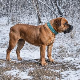 ColdRiver’s KK - Boerboel
