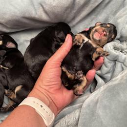 Miniature Schnauzer puppies from Silver Paw Ranch