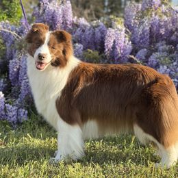 Teeter - Border Collie