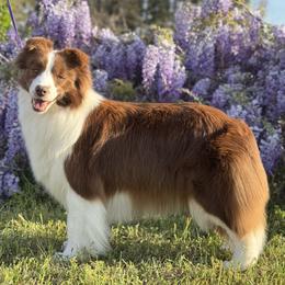 Teeter - Border Collie