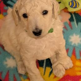 Jewls - Cream female Poodle puppy in Killingly, Connecticut from Isfahel Kennels