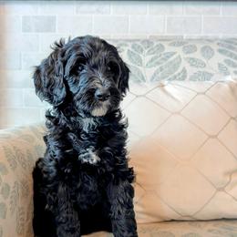 Luna Noir - Black female Bernedoodle puppy in Elkhart, Iowa from Quality Iowa Doodles