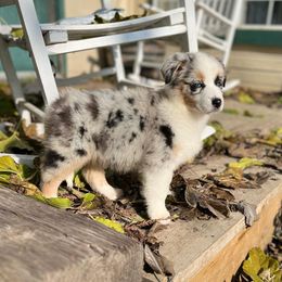 Australian Shepherd Puppies from HCA Aussies