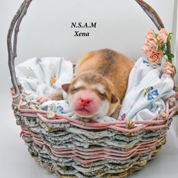 Alaskan Malamute Puppies from North Shore Alaskan Malamutes