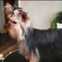 Susie - Yorkshire Terrier