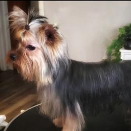 Susie - Yorkshire Terrier