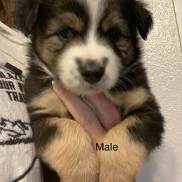 Miniature Australian Shepherd and Toy Australian Shepherd Puppies from Bit O' Bliss Farm LLC