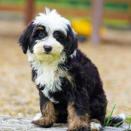 Sandy - Tri-color female Bernedoodle puppy in Dundee, Ohio from Down Home Doodle