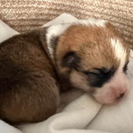Anise - Red female Pembroke Welsh Corgi puppy in Griffin, Georgia from Rollnoaks & Cottontail AKC Pembroke Welsh Corgis