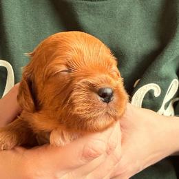 Duckie - Red female Cavapoo puppy in Kalamazoo, Michigan from Sleeping Bear Kennels