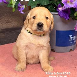 Neon Green - Golden female Golden Retriever puppy in Piedmont, Oklahoma from Sabrina's Golden Retrievers