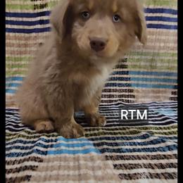 Caspian - Red tri male Miniature Australian Shepherd puppy in Bend, Oregon from Badlands Toy and Mini Aussies
