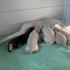 Orange Boy - Kumar - Cream male Saluki puppy in Los Angeles, California from Srinagar Salukis