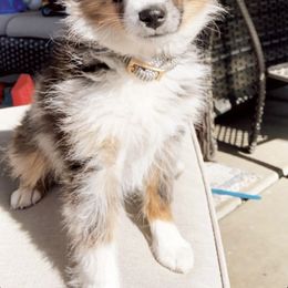 Pembroke Welsh Corgi and Toy Australian Shepherd Puppies from Double Bar H Corgis & Aussies