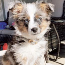 Pembroke Welsh Corgi and Toy Australian Shepherd Puppies from Double Bar H Corgis & Aussies