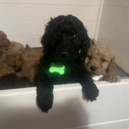 Goldendoodle Puppies from Dream Lake Doodles